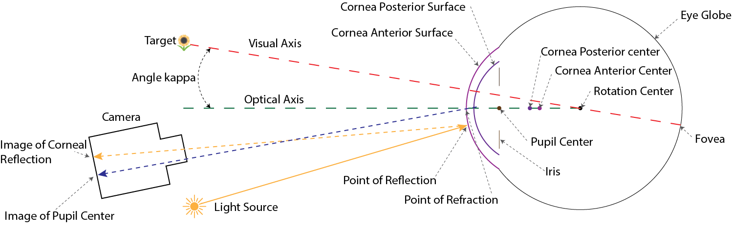 Schematic of the eye model showing cornea surfaces, pupil, fovea, and optical geometry