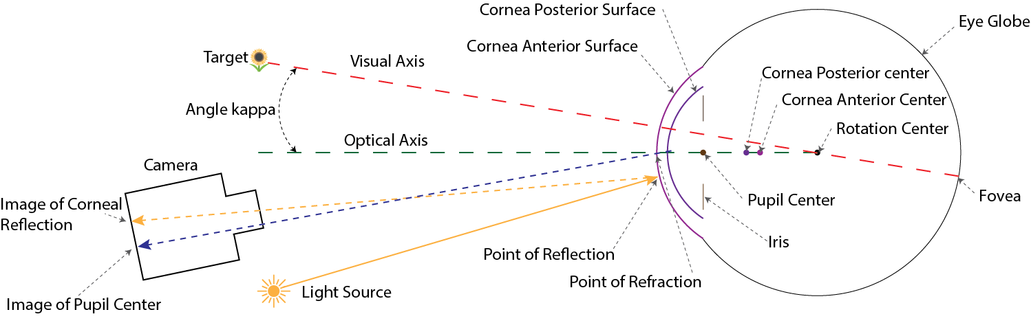 Schematic of the eye model showing cornea surfaces, pupil, fovea, and optical geometry